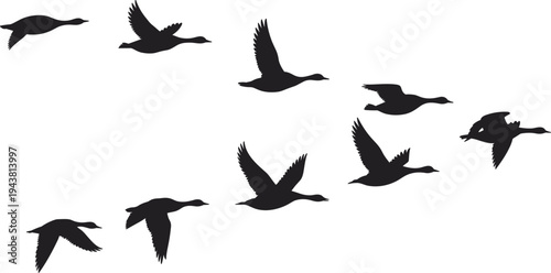Flying geese silhouette flock migration, wild bird flight formation, wildlife nature scene, migratory waterfowl vector illustration design element