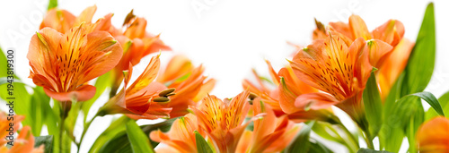 Bright orange alstroemeria flowers arranged along the lower edge of a white background, creating a fresh floral banner with elegant copy space.