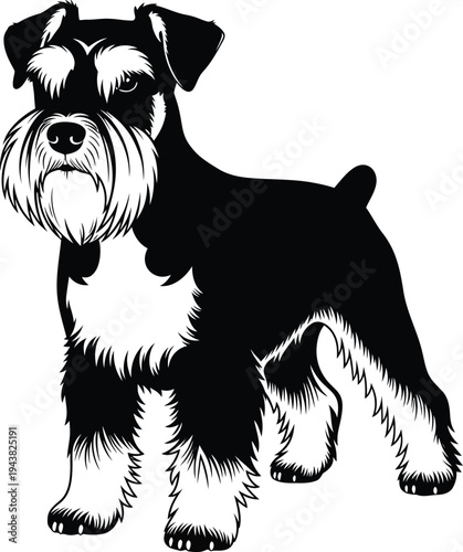 Schnauzer Dog Breed Standing Pet Vector Illustration