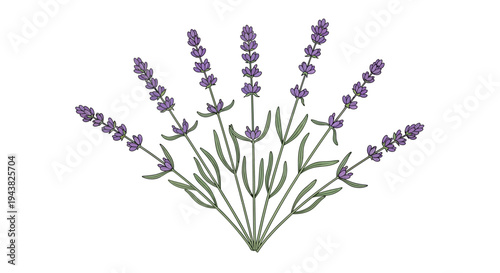A beautiful illustration of lavender plants with delicate purple flowers and green stems, arranged in a fan shape, evoking a sense of nature and tranquility