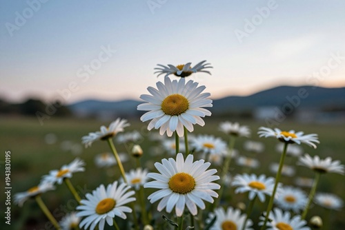 A field of white daisies with a blue sky in the background