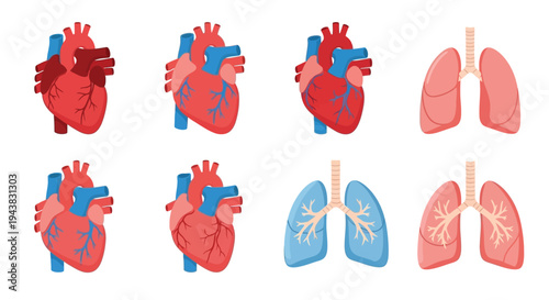 Anatomical illustration of human hearts and lungs displayed in multiple views