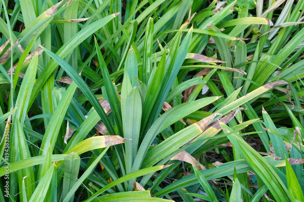 Obraz premium Green pandan leaf plant with long, narrow leaves growing densely outdoors, some leaves showing brown tips, tropical foliage background, fresh and natural atmosphere