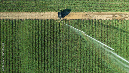 Obraz na płótnie Sprinkler irrigates soybean field in summer top down shot