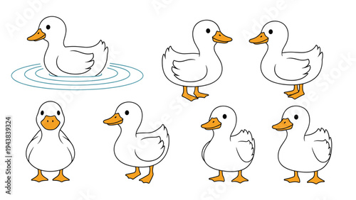 Collection of white ducks depicted in various poses including standing, swimming in water, and looking forward from the front.