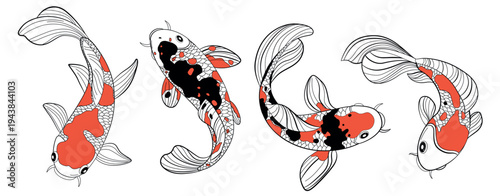 Koi Fish Color Drawing