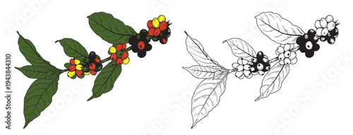 Coffee set graphic color isolated sketch illustration vector. Coffee beans in Hands. Art colorful design element