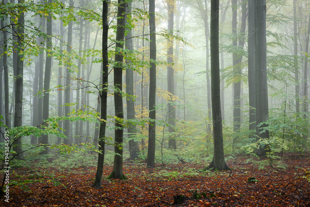 custom made wallpaper toronto digitalMisty morning in the green forest