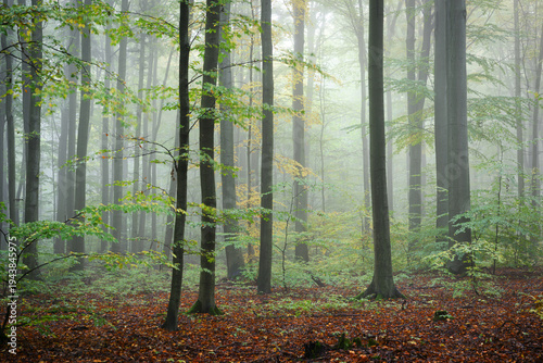 Wallpaper Mural Misty morning in the green forest Torontodigital.ca