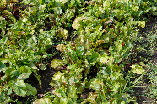 Close-up of damaged green leafy plants in garden soil