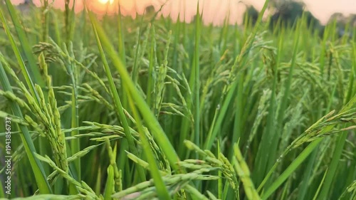 Rice fields and the sunset.