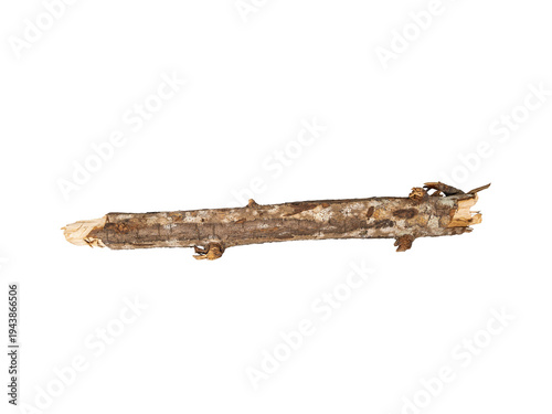Canvastavla Single dry tree branch or stick isolated on Transparent background, horizontal close-up with rough bark texture and broken ends