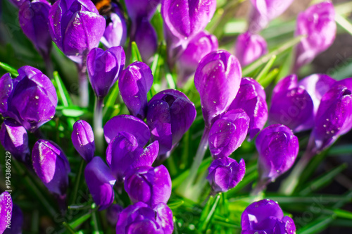 Vibrant purple crocus flowers blooming in spring with dew drops on petals
