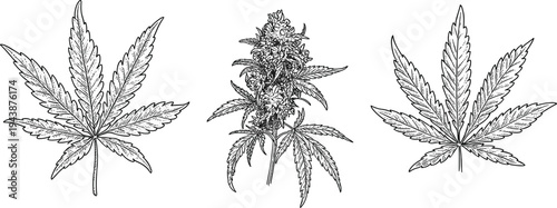 Cannabis leaf and marijuana plant engraving illustration set, vintage botanical hemp leaves and buds hand drawn vector collection