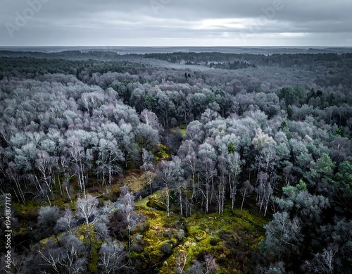 Aerial view of a misty forest with a clearing and trees