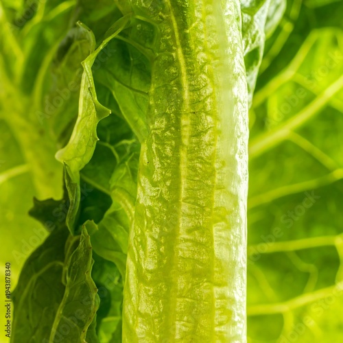 Close-up of fresh green leaves with light reflecting on them