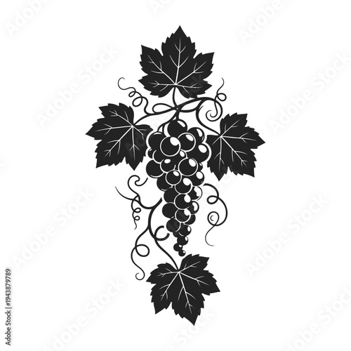 Elegant grapevine with curling tendrils, leaves and grape clusters in decorative style — grape vine, grape leaves, vineyard design, wine emblem, vine illustration	
