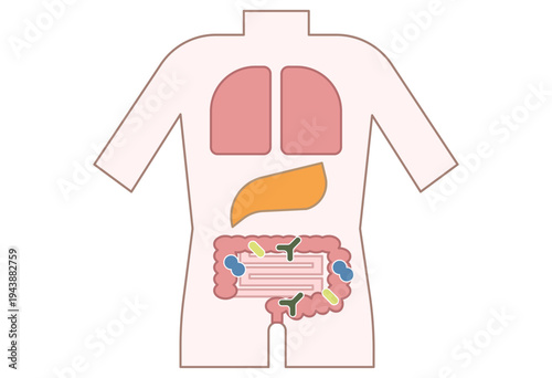 Human intestine with gut bacteria and healthy digestive system concept