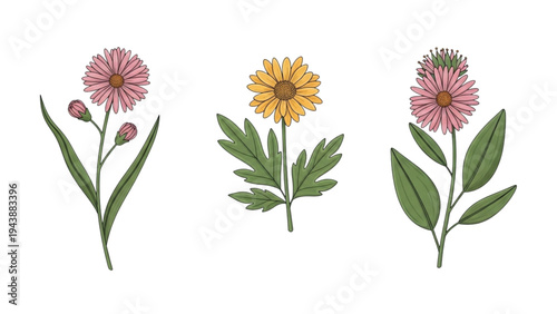 An illustration shows pink and yellow flowers with green leaves on white