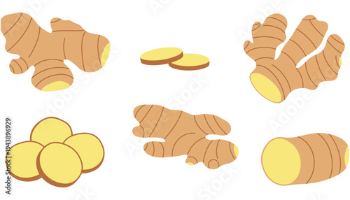 Ginger root vector illustration with slices and whole roots