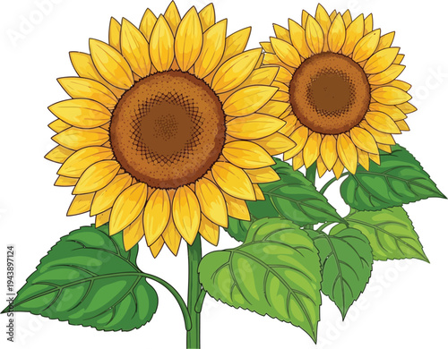 Detailed vector illustration graphic design featuring two vibrant yellow sunflowers blooming richly with large green leaves on stems