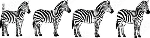 Zebra silhouette illustrations of four zebras standing in a row
