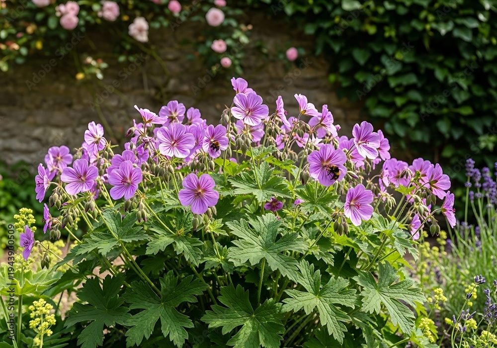 Fototapeta premium Geranium Bloom: Wallflowers and Summer Light