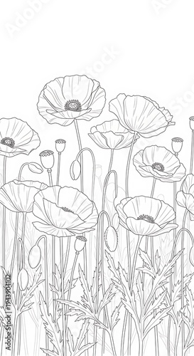 Delicate Poppy Bloom Line Art Illustration.