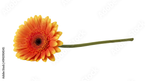 Orange Gerbera daisy flower on a green stem