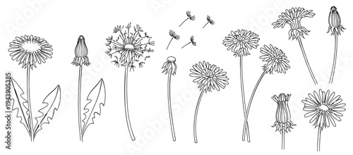 タンポポの花・綿毛・つぼみの線画セット｜春の野草ボタニカル素材