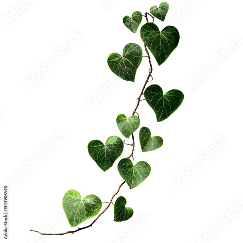 Heart shaped ivy leaves on a climbing vine, romantic green foliage with natural heart shapes, organic botanical ivy branch for wedding decor and eco friendly design concepts isolated PNG with