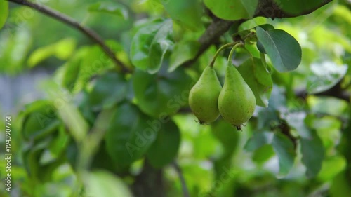 Two green pears hang on a tree close-up on windy day