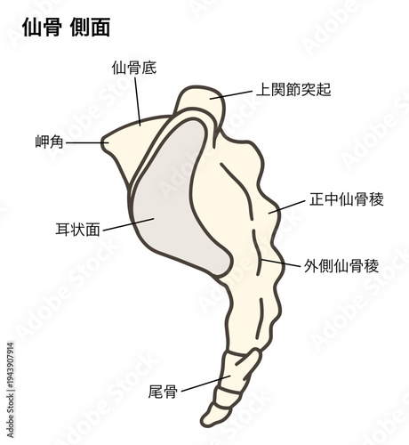 仙骨と尾骨の側面の解剖学的イラスト