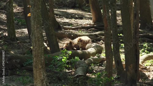 Single wild brown bear sleeps beside the tree in a forest on sunny summer day