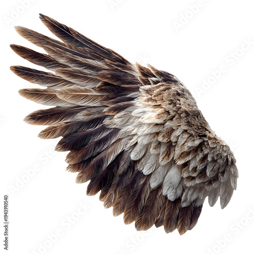 Majestic bird wing with brown and white feathers, detailed avian plumage for photo manipulation and design, realistic eagle or hawk wing texture, natural wildlife element for creative art.