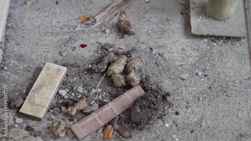 Wallpaper Mural Close-up footage of cat feces on a city street pavement. Urban sanitation issue showing animal waste on sidewalk, highlighting hygiene, pollution, and public health concerns. Torontodigital.ca