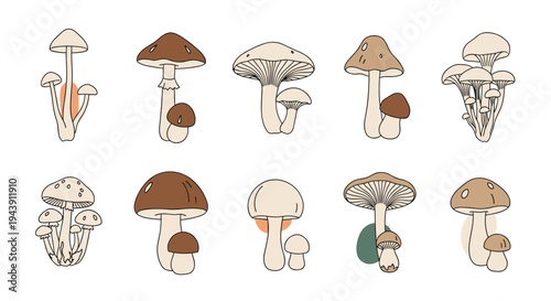 Diverse collection of ten illustrated mushroom species with natural brown and beige tones perfect for botanical and forest themed projects.