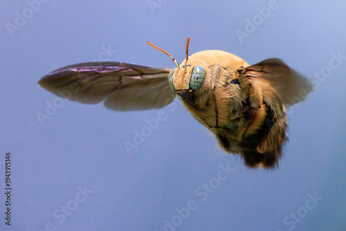 Carpenter bee flying against blue background