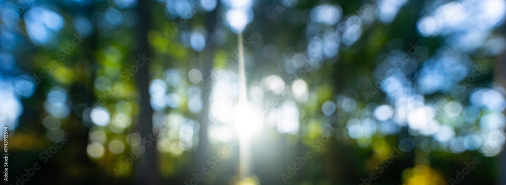 Fototapeta premium Green background. Soft blurred of green forest. Eco environment with green foliage. Shiny leaves reflecting natural light. Bokeh leafy textures for eco design. Wide panorama of green park greenery.
