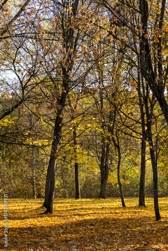 park with falling leaves and trees partially with yellow and orange foliage during the fall of leaves, beautiful autumn nature in the park