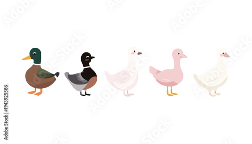 A duck vector illustration set of various colorful bird species standing