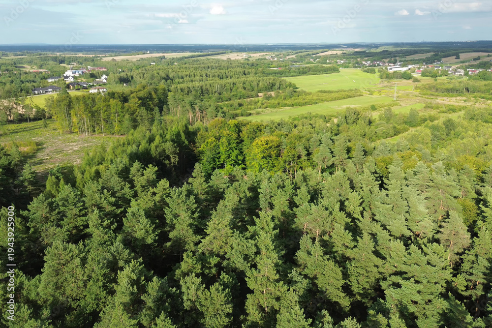 Naklejka premium Top down view of afforestation and lush vegetation