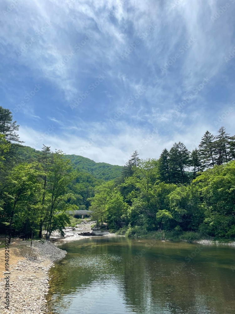 Fototapeta premium lake in the forest