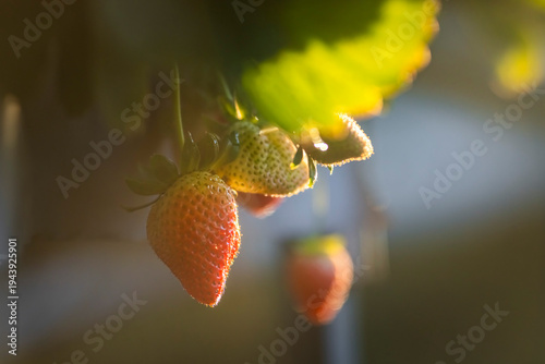 Fresh Ripe Strawberries Hanging On Vines In Sunny Garden, Da Lat, Lam Dong, V...
