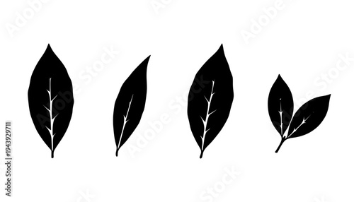Dried Bay Leaf Graphic
