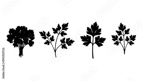 Parsley Herb Illustration