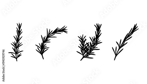 Fresh Rosemary Sprig Vector