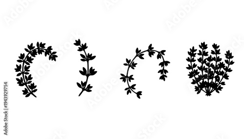 Thyme Herb Vector Art