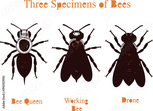Vintage vector illustration of bee queen working bee and drone specimens for biology nature design