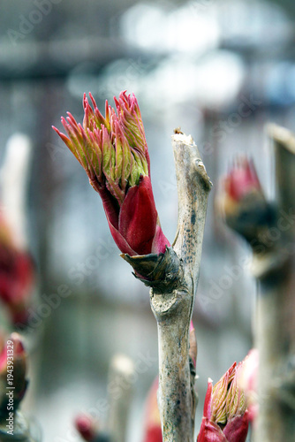 Paeonia x suffruticosa. peony branch, new fresh leaves on branches, peony bush in early spring in a garden in Zagreb, Croatia